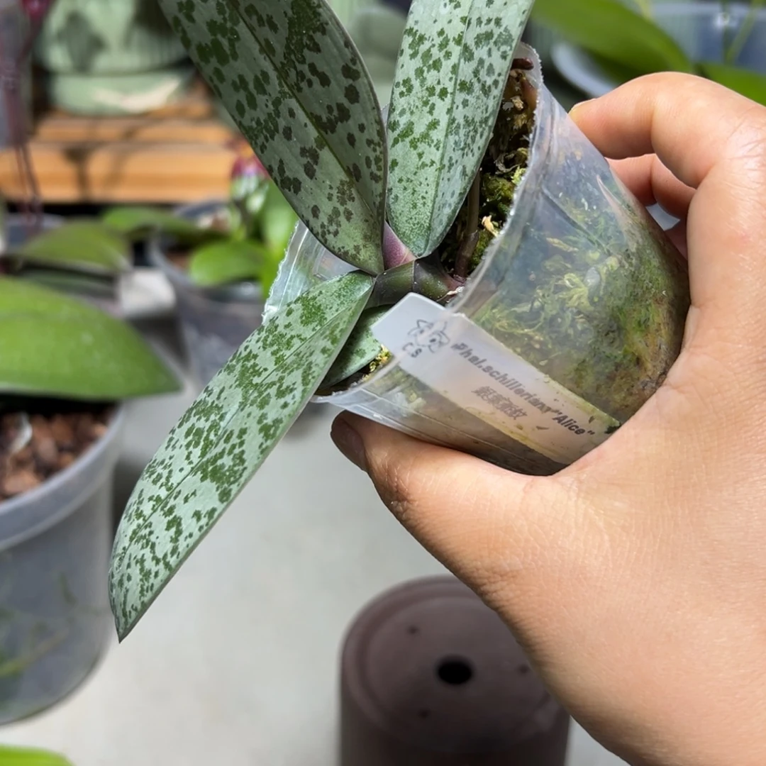 一***路当前无花栽培后可以开花