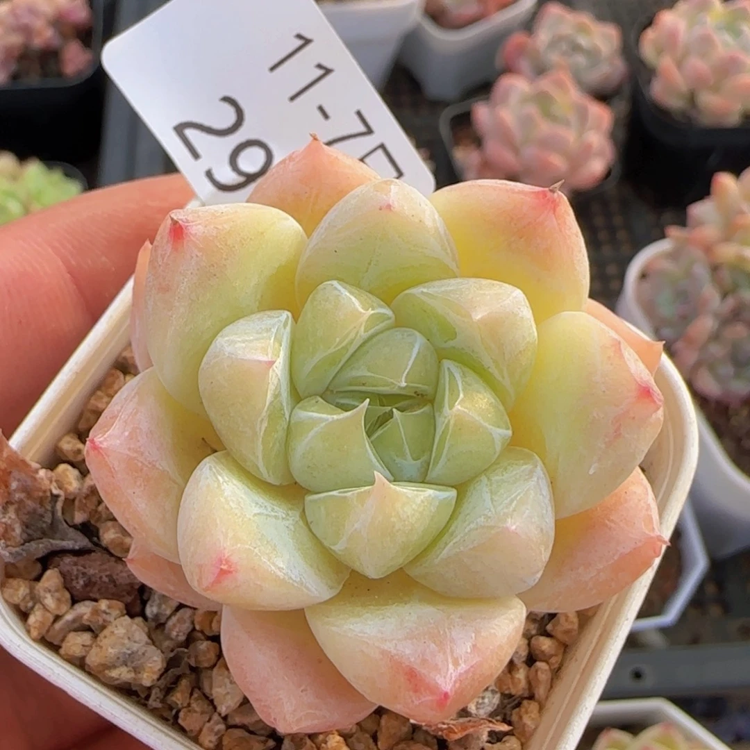 白泽单头一颗脱土