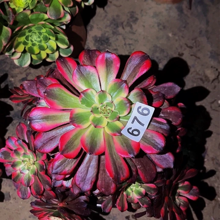 676烟花多肉植物处理不售后