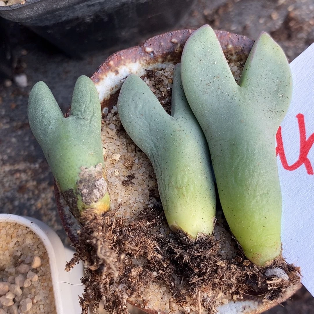 2653皮卡丘一颗。