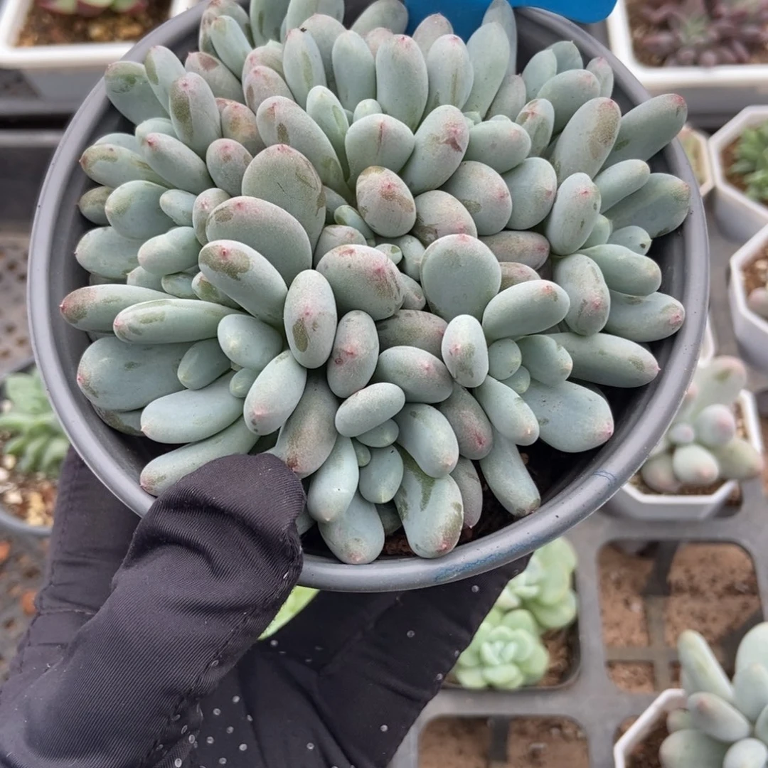 846香香雪多肉植物