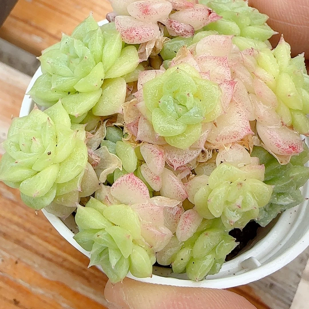 【闪购商品】0623-96花朵麦杆