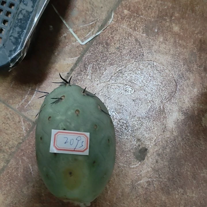 映***0仙人球蓝皮洞洞习志野侧芽2095