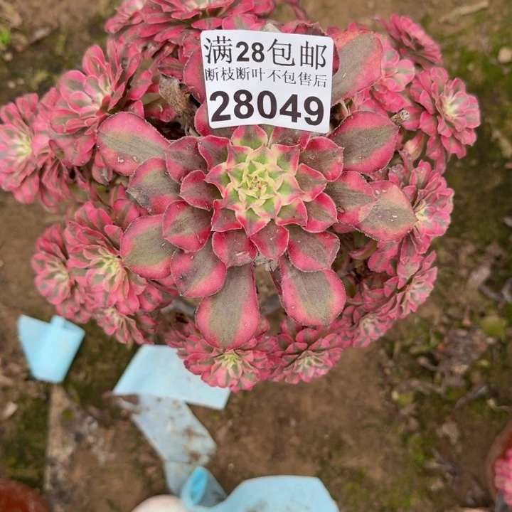 28049同白多肉植物