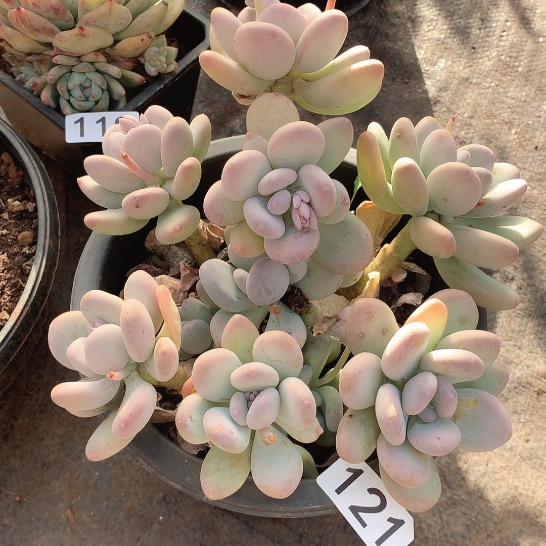 121奶茶一物一拍多肉