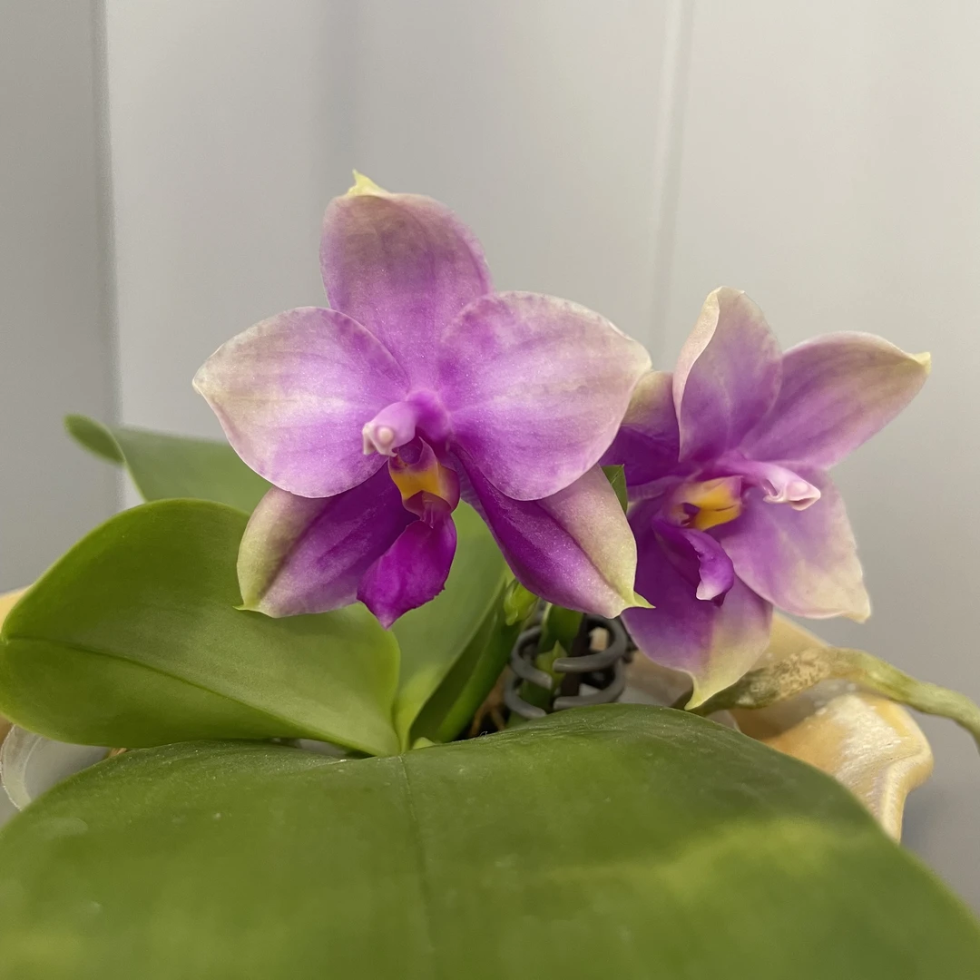 【琉璃幻影】蝴蝶兰带花苞室内鲜花迷你兰花盆栽桌宠花