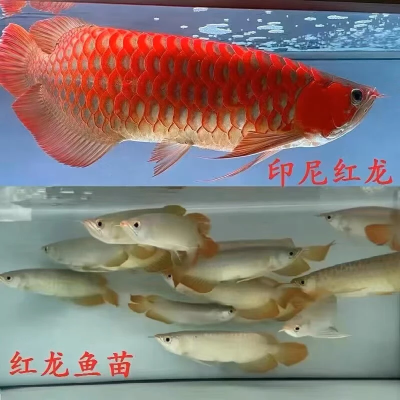 印尼红龙鱼热带淡水超血大湖绿皮辣椒红龙鱼苗芯片证书齐全