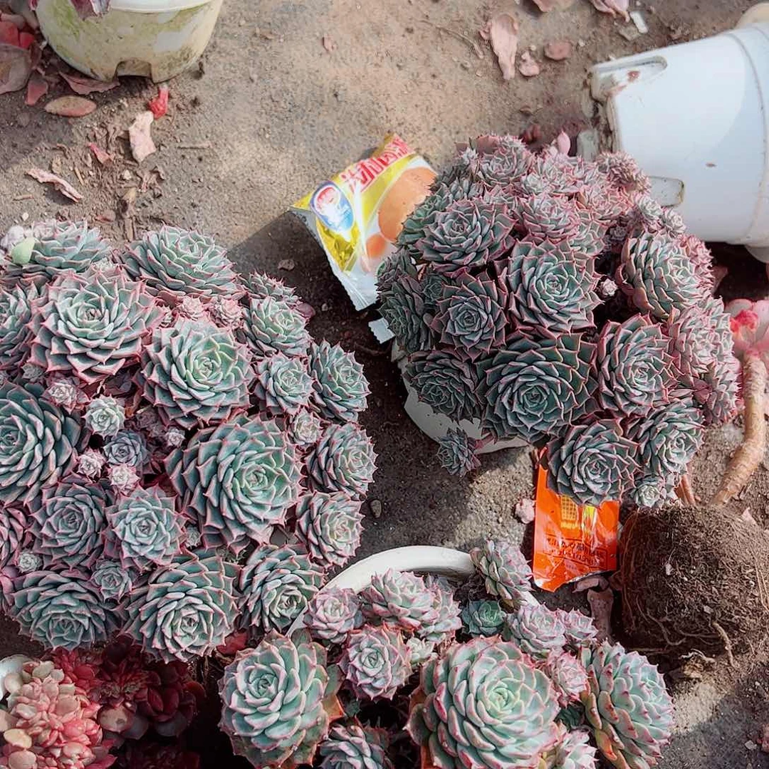 海滨格瑞带盆土精品特价