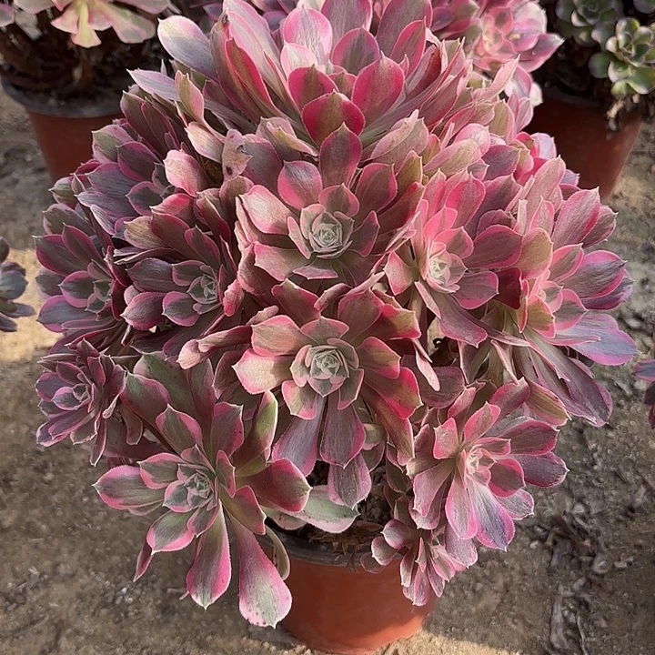 多肉植物法师粉女郎5