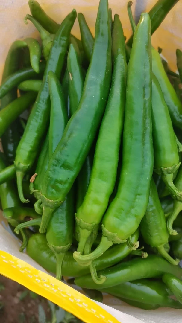 河南正宗青辣椒薄皮羊角椒尖椒青辣椒新鲜青皮长辣椒皮薄肉厚青椒