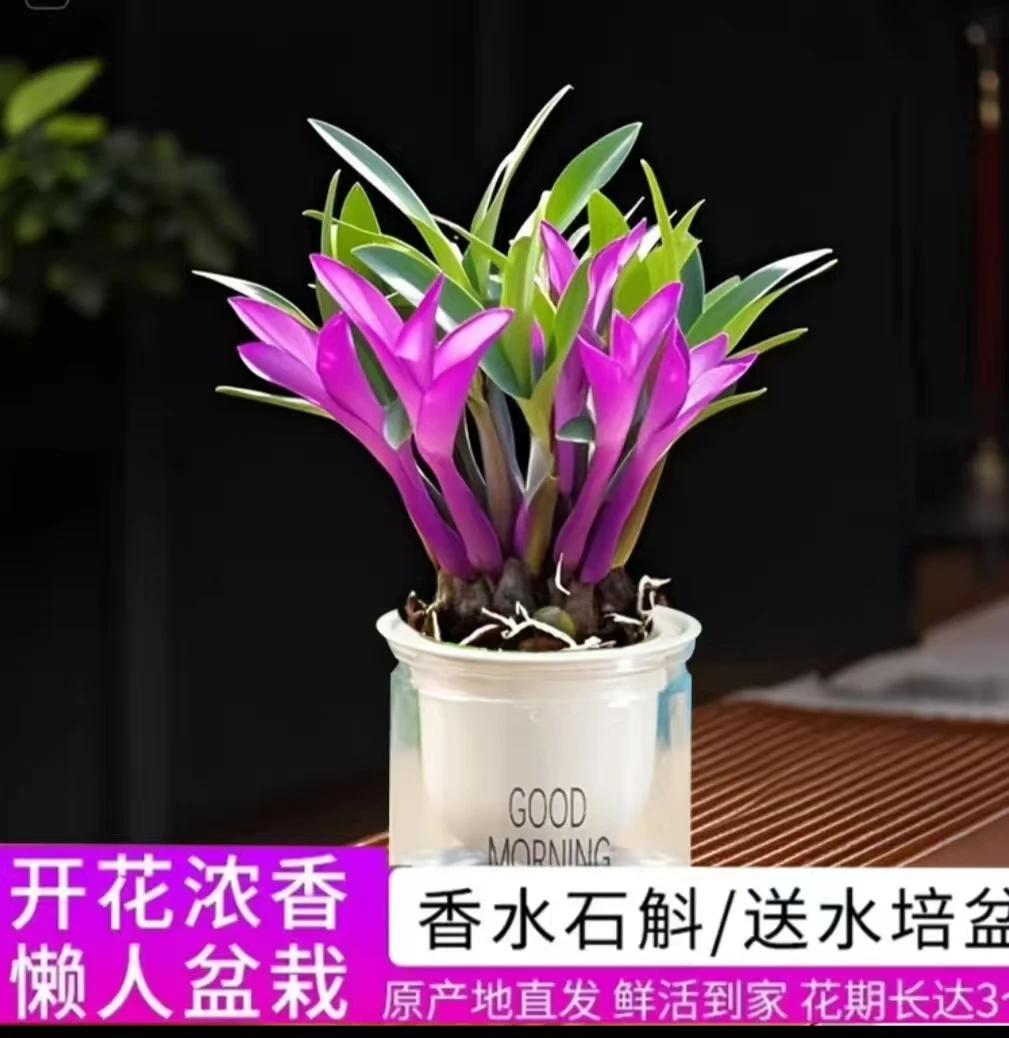 【带七彩红芽】七彩香水石斛兰室内盆栽绿植精品澳洲石斛浓香型好养