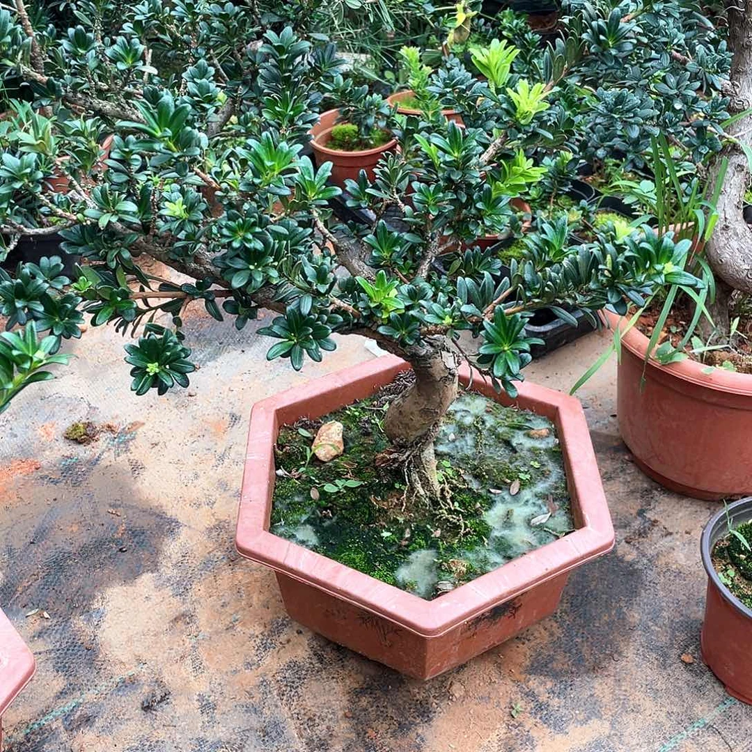 骑***者无花朵罗汉松盆景珍珠罗汉松