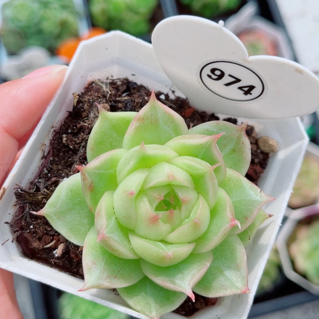 974号新品麦秆单头