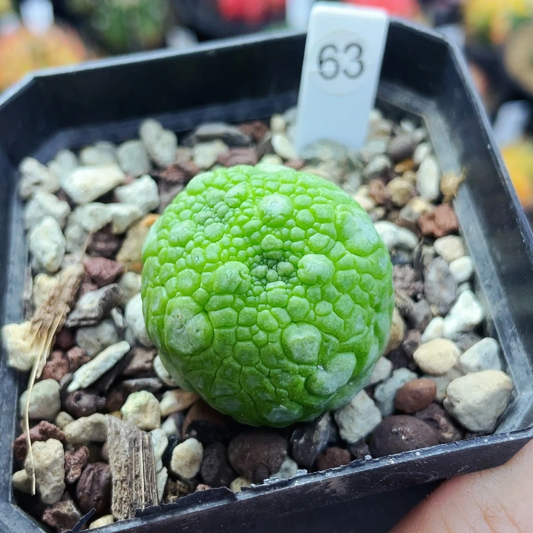 非偏远地区满25包邮仙人球