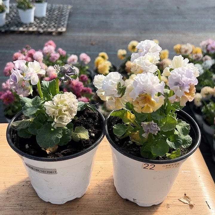 水晶抖音直播闪拍21-22