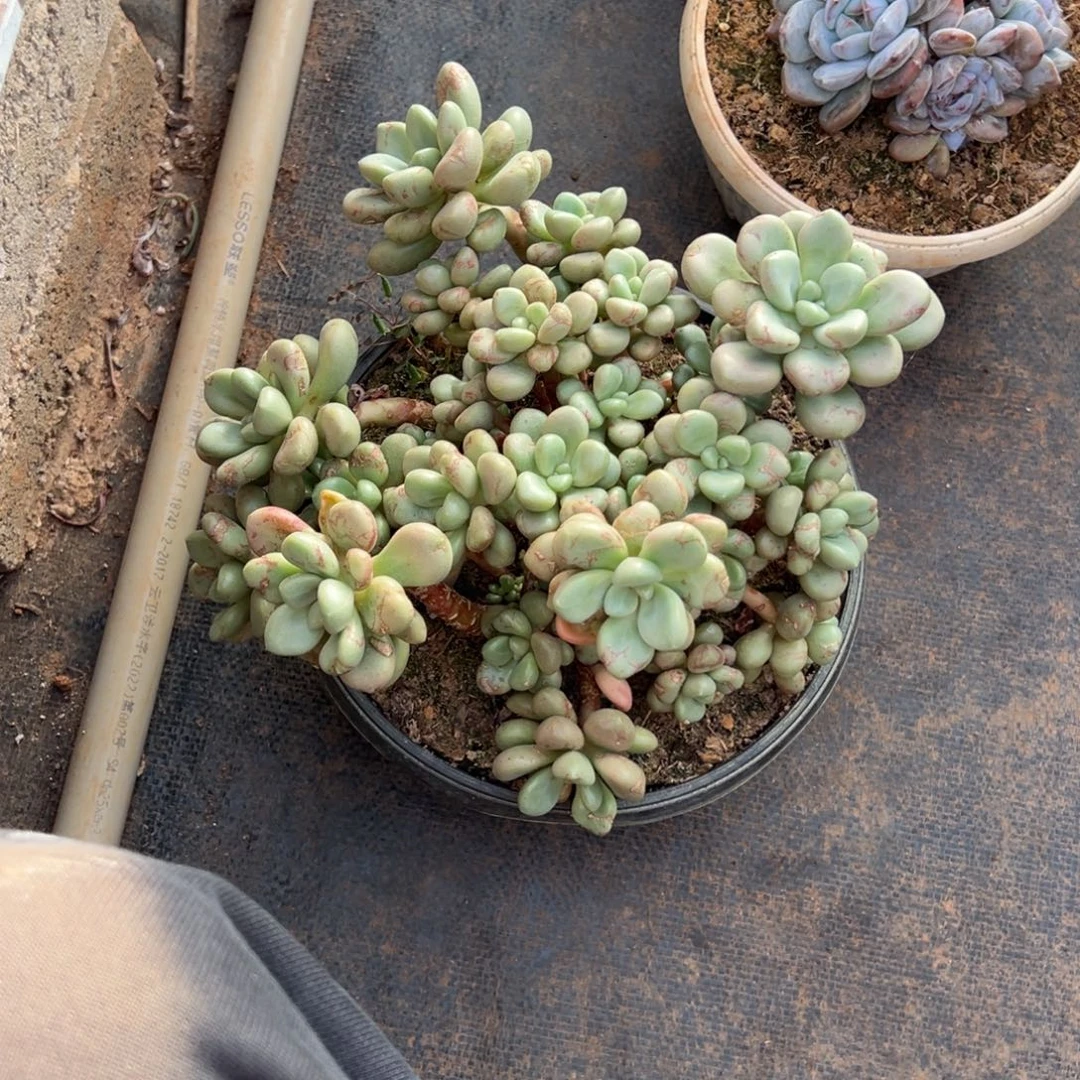 紫***英先锋派多肉植物15
