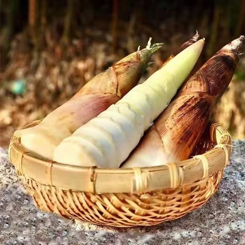 四川高山新鲜雷竹笋现挖现发