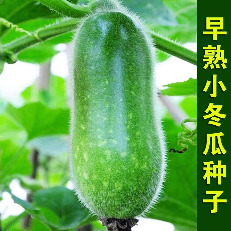 【全店满5元包邮】早熟小冬瓜种子种籽四季盆栽蔬菜种子