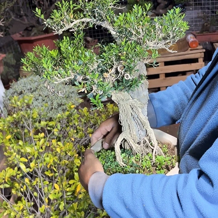 顺***茶无花朵哈哈哈哈哈