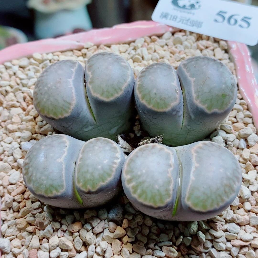 生石花花花花开了565