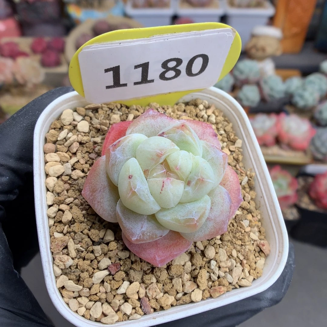 1180 透心冰玉多肉