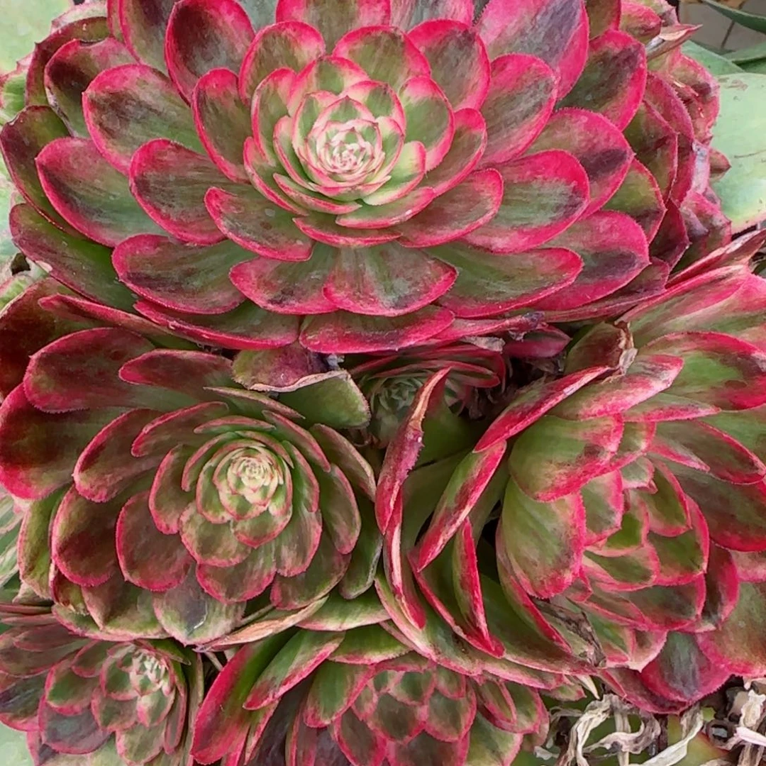 洋*云荷嫁接发货