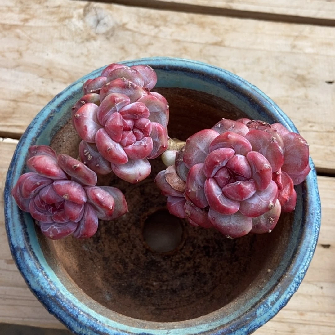 六头小包脸变红粗腿