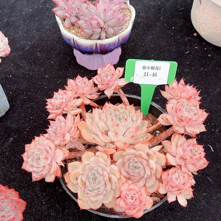 21.46玛格特利一个脱图