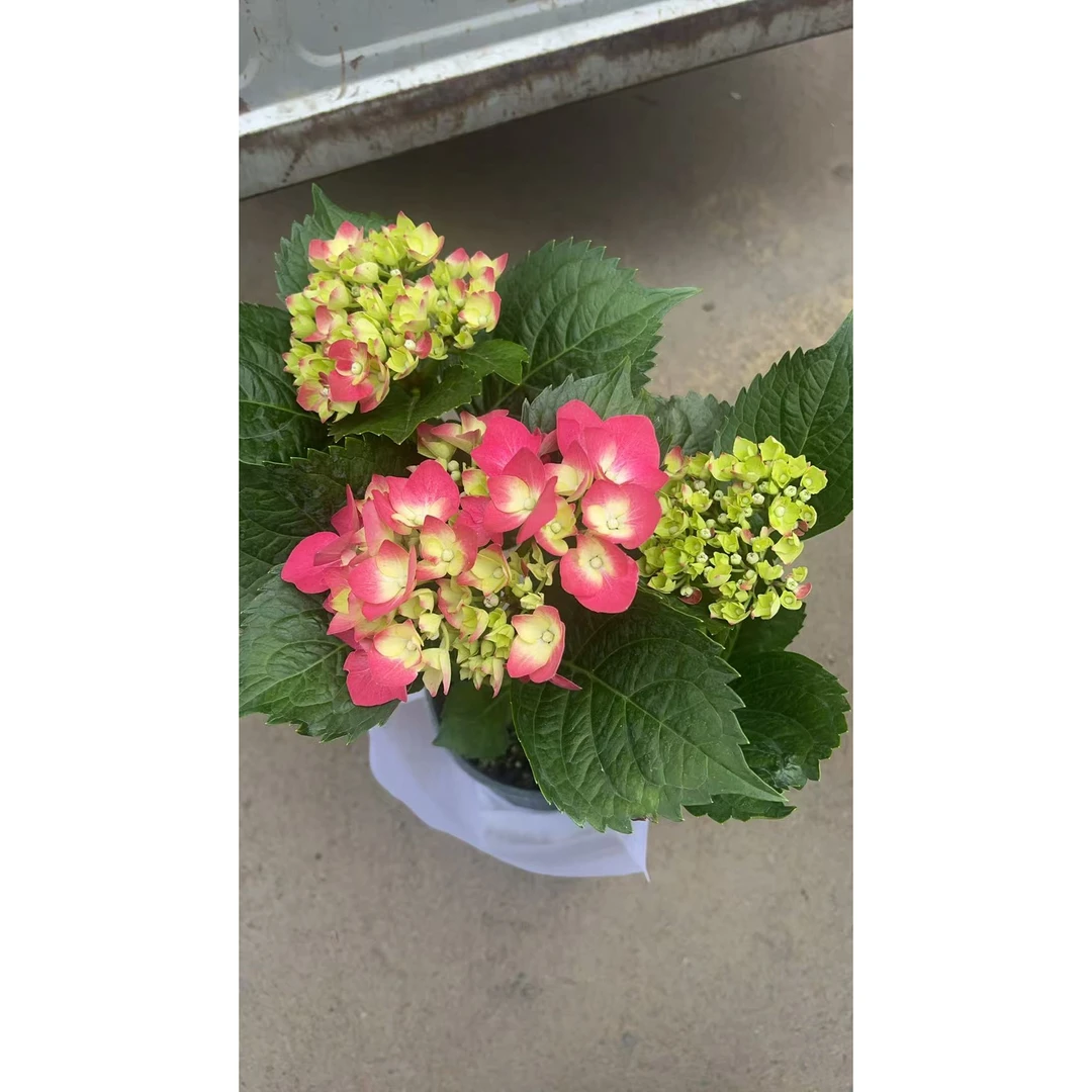 绣球花带花苞盆栽四季开花卉绿植物耐寒室内阳台庭院老鲜花好养