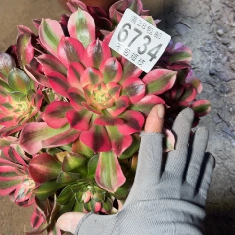 女巫多肉植物法师6734