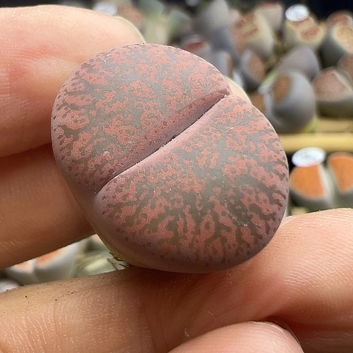 5988纯岛田酒红福利清