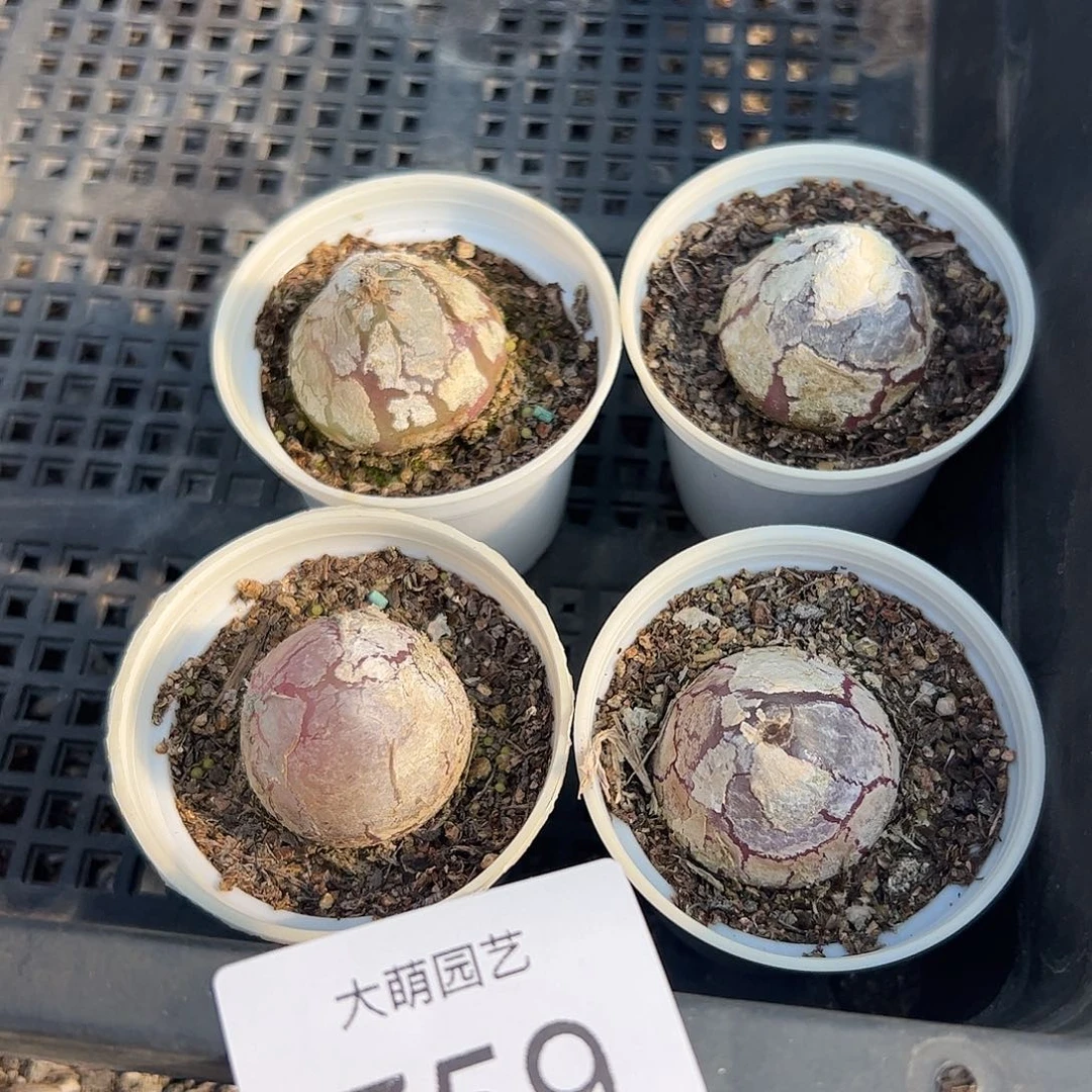 量拍以下2颗带盆土发759