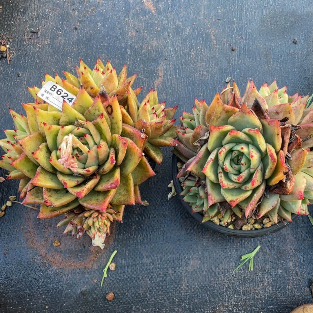 无花朵若如东云组拍B624