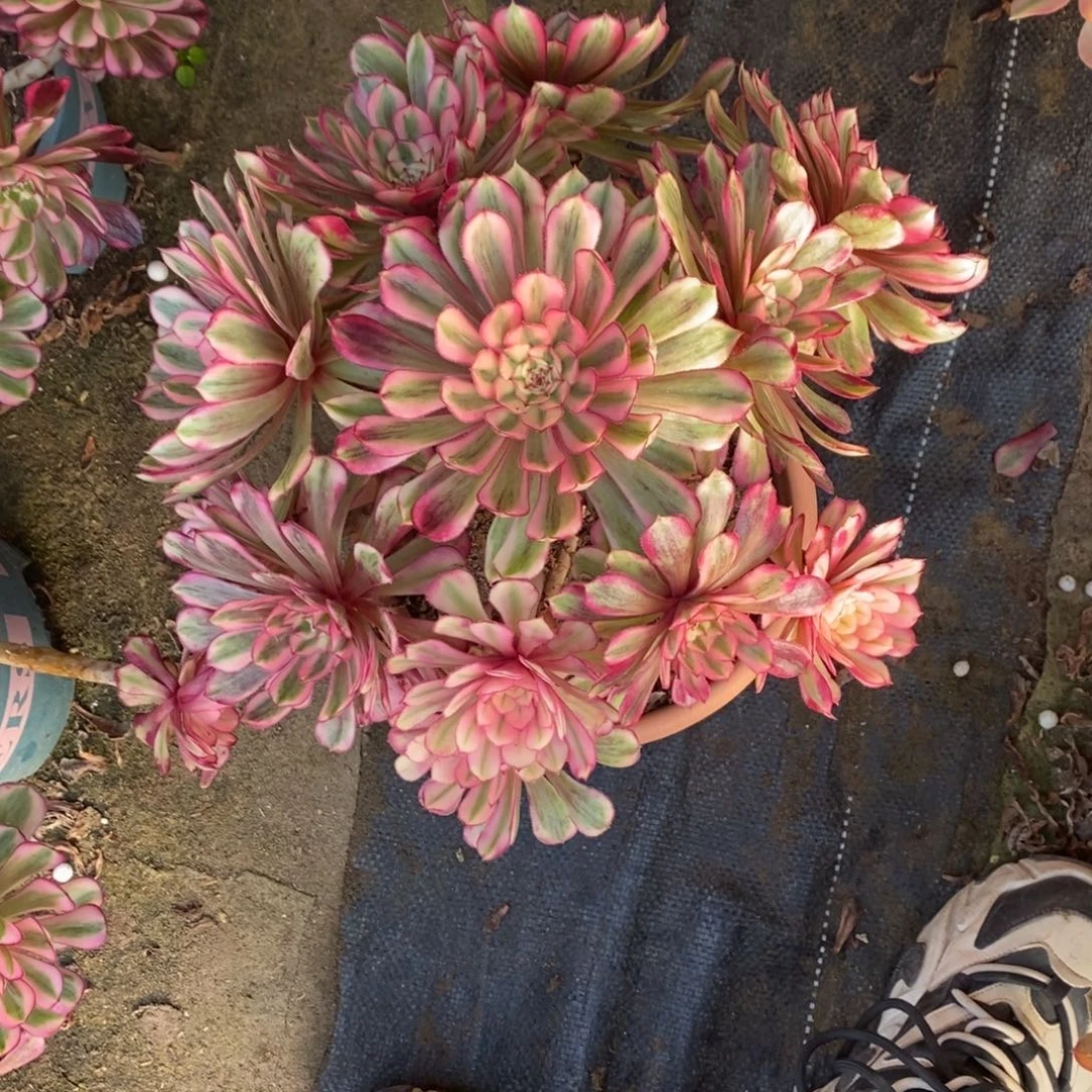 梅****白月光1颗多肉1536号