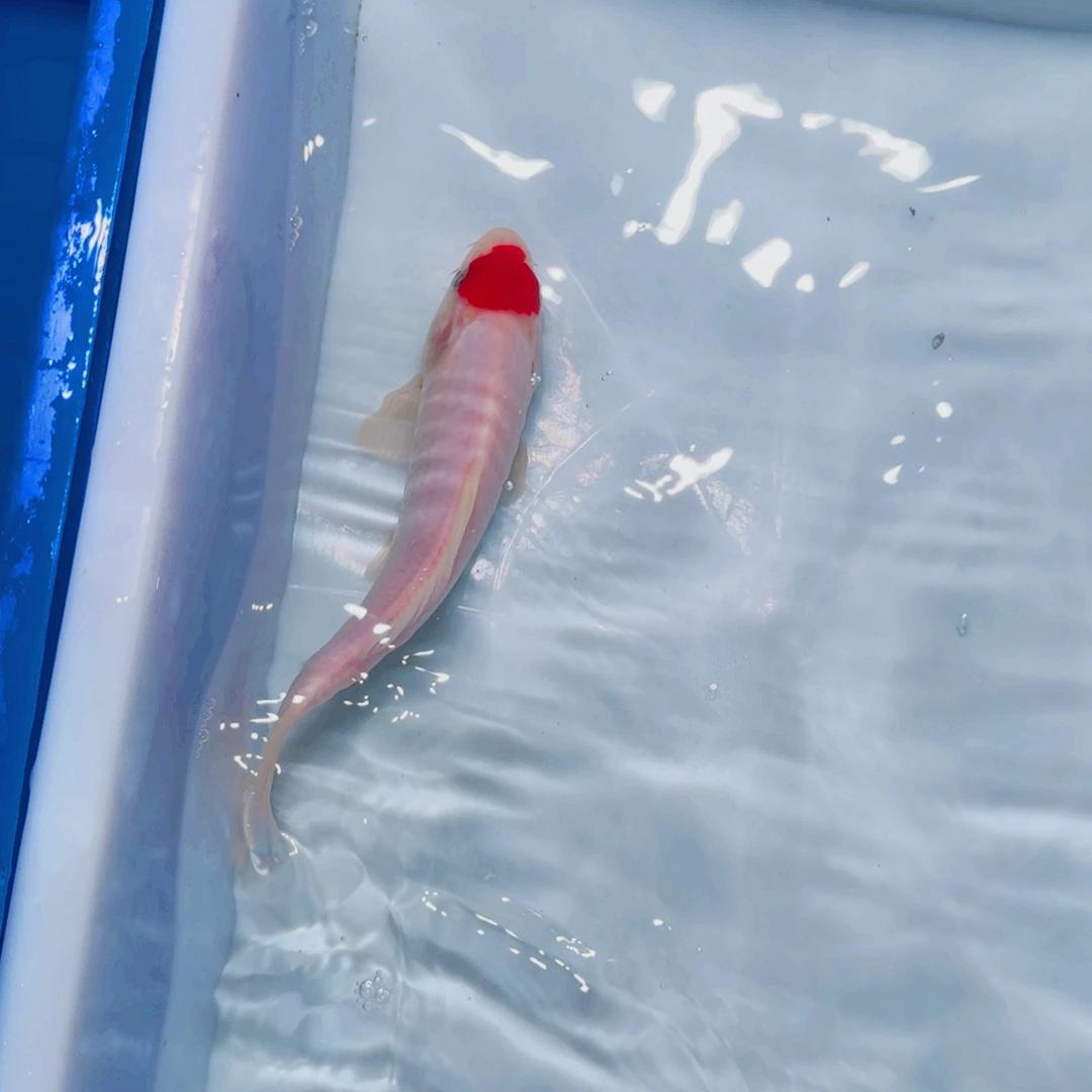 锦鲤血统锦鲤大放漏666