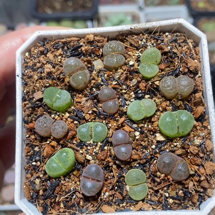 优选彩风铃特价秒