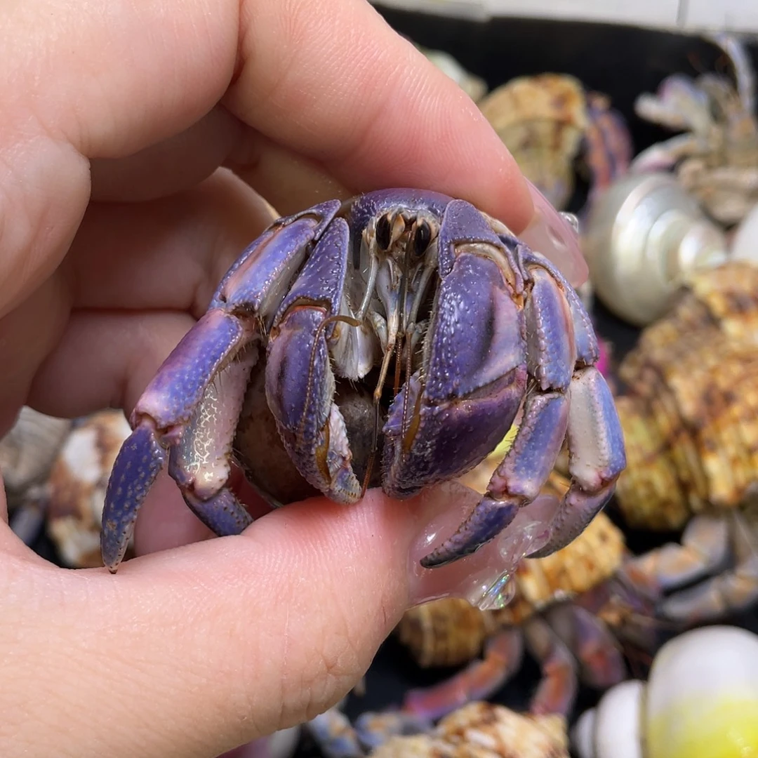 8号，3.0口紫陆小胖球