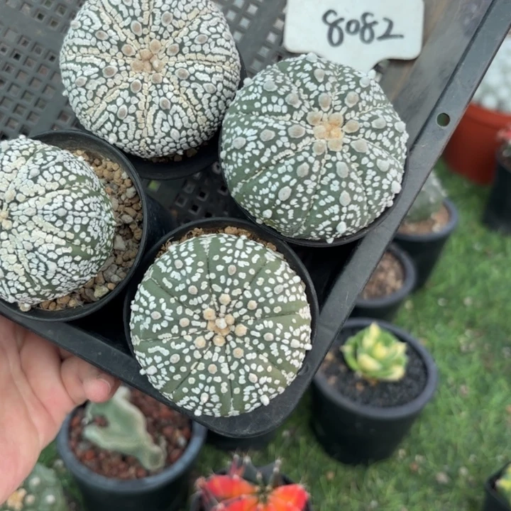 8082四个带盆土发货