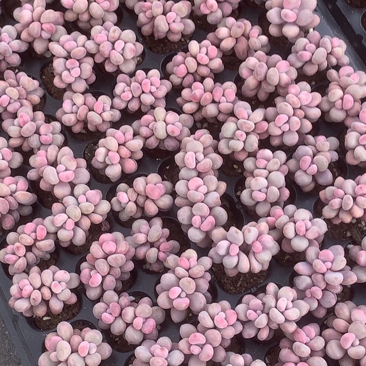 桃蛋双头 拍3发4 拍5发7颗。