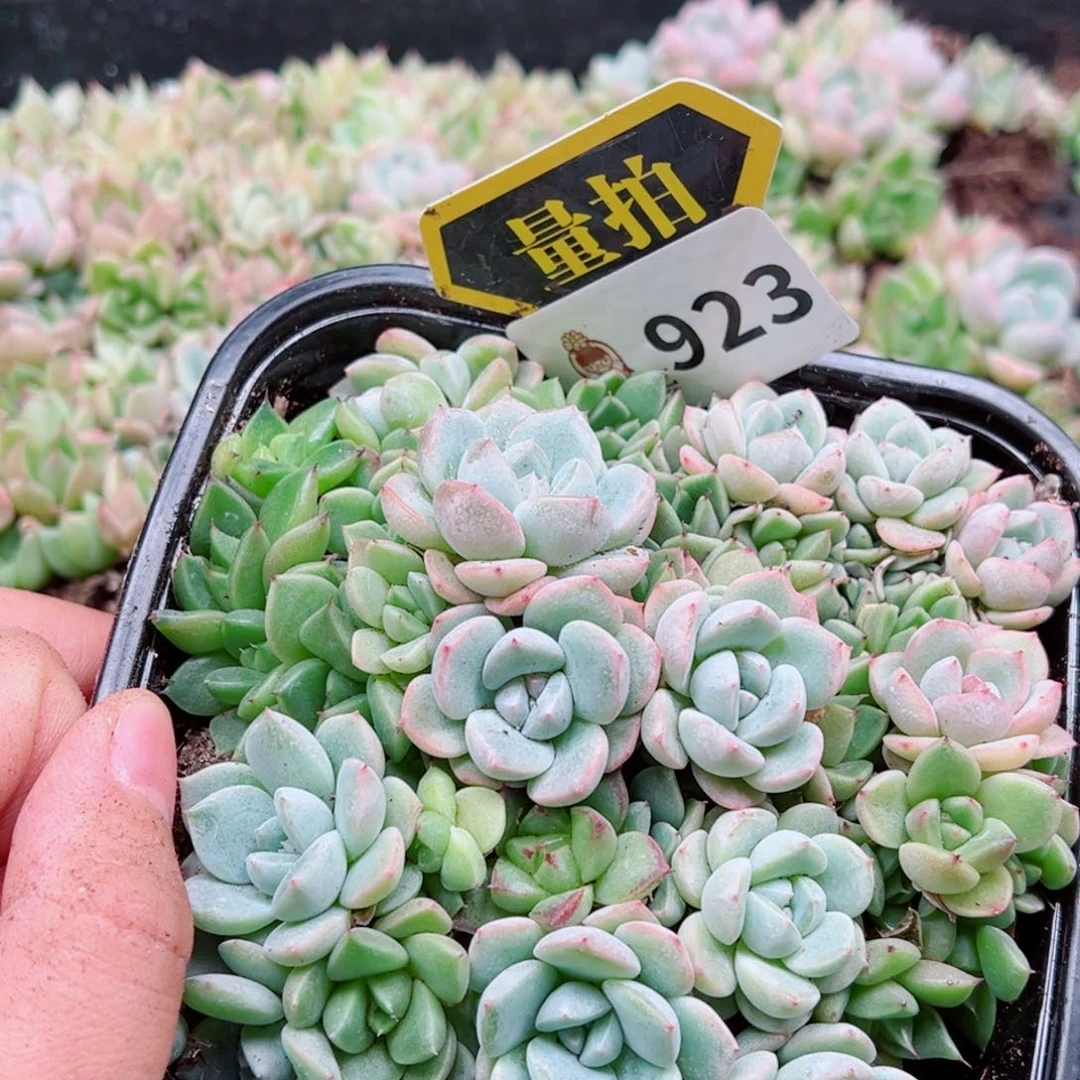 当前无花朵，栽培后可花朵