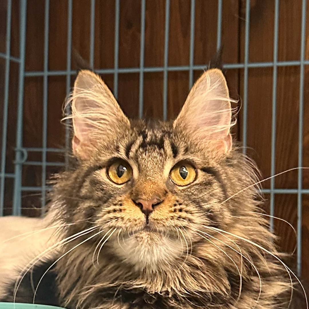 来了姊妹-棕虎斑缅因猫-妹妹-36