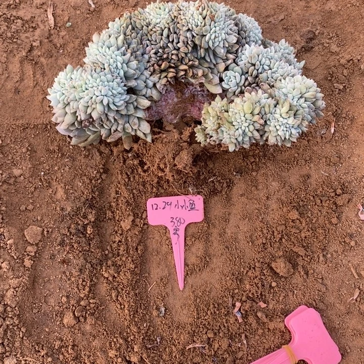 福多多花卉园艺星影