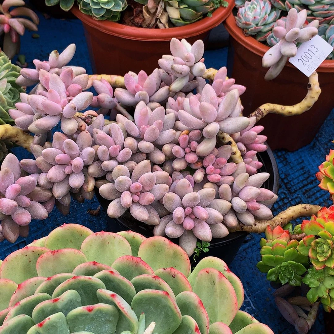 阳***孩粉色恋人20013多肉多肉