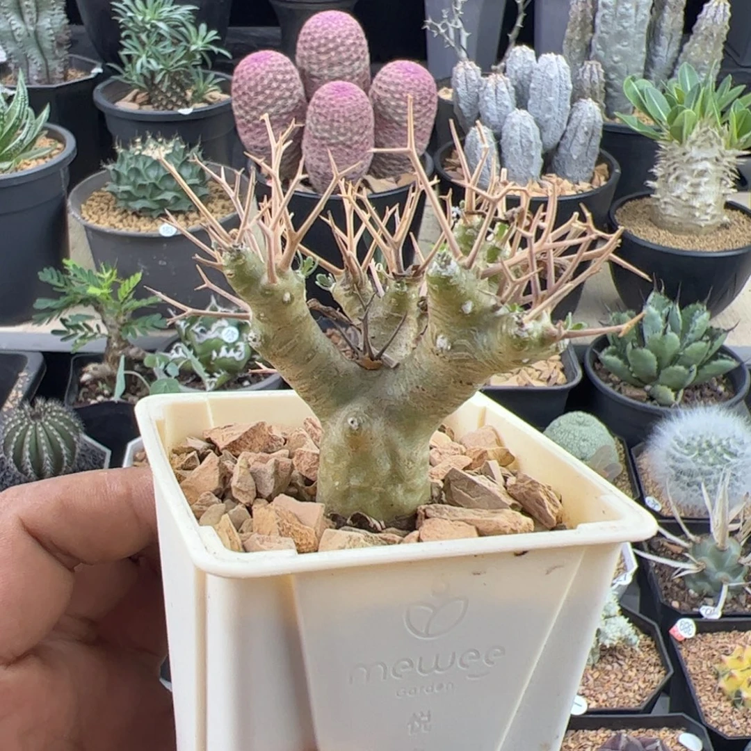 黑鬼殿厚敦菊一物一拍默认脱土发