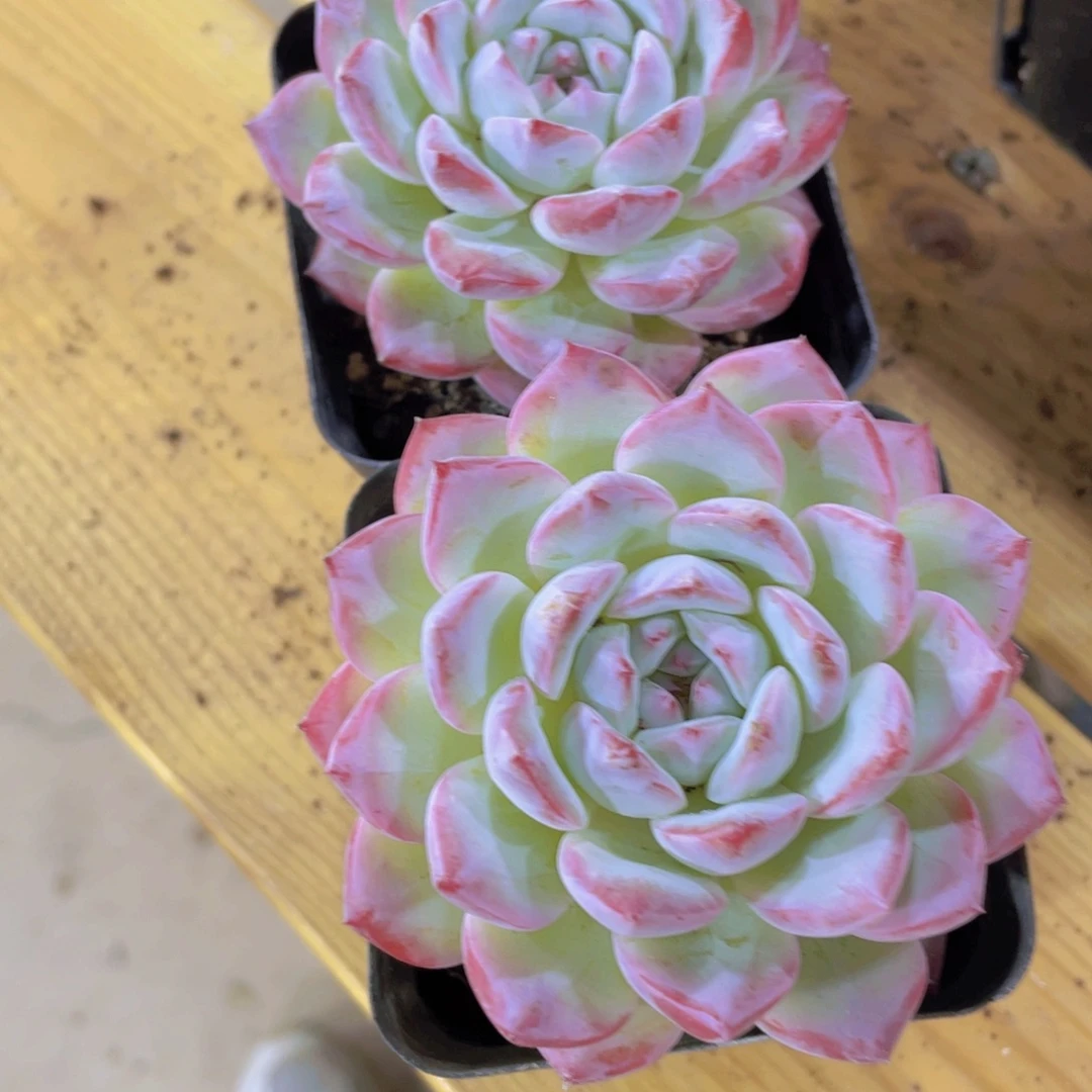 1376号 精品大单头美肉一颗