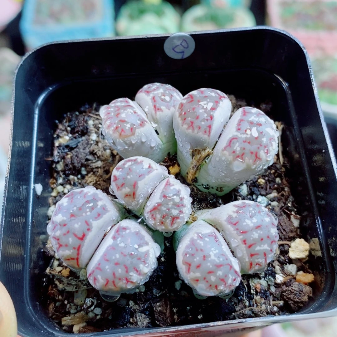 生石花花花花花花花649