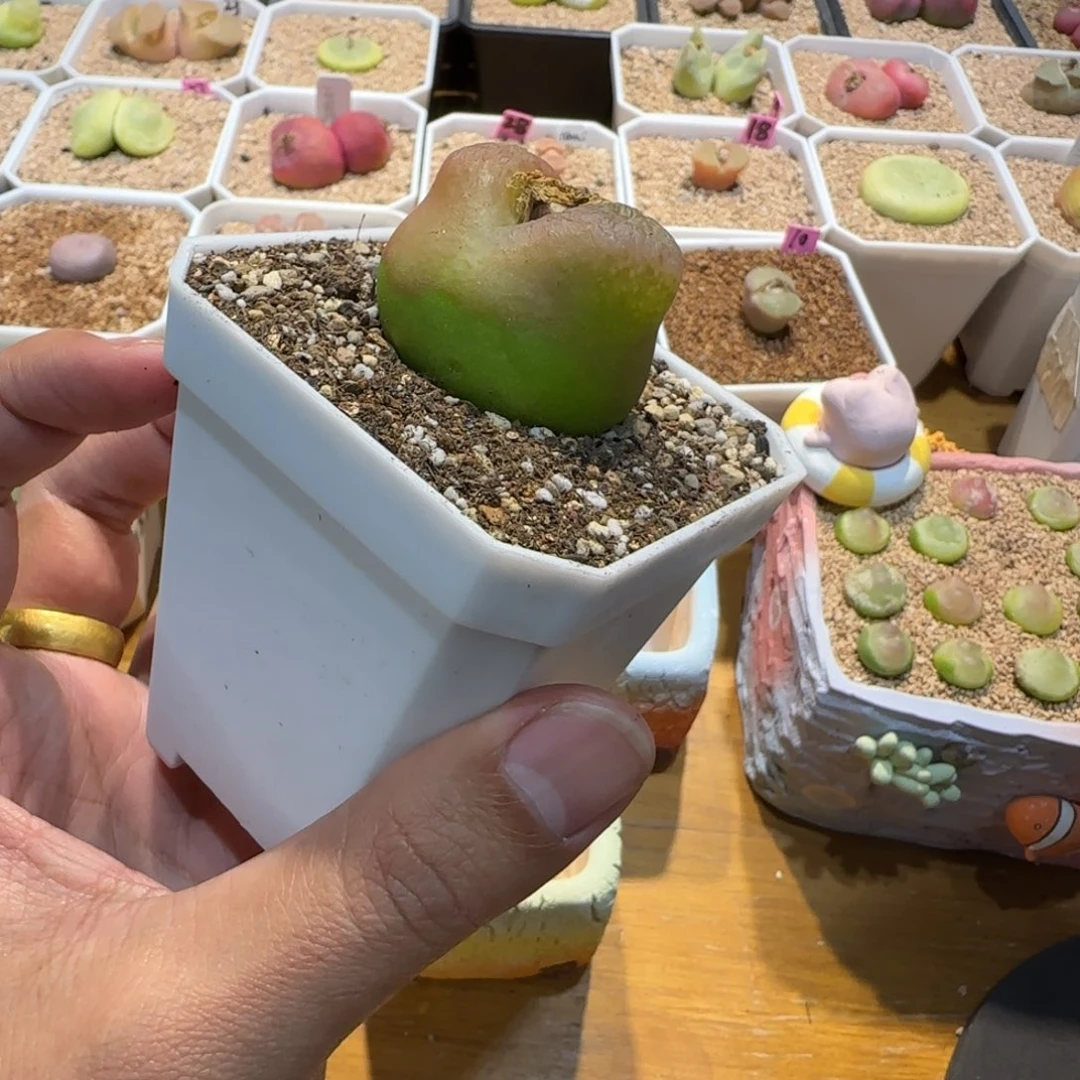 红陶K****s我们的目标是成为一个优秀的人和