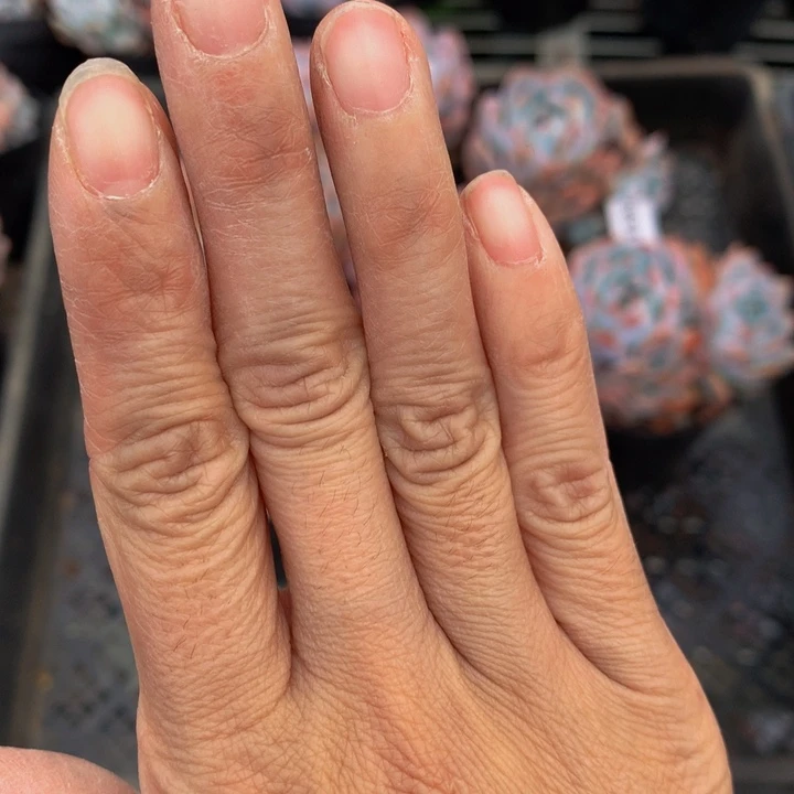 予***安橙子小单头30个加冰玉单双20个嗯嗯嗯