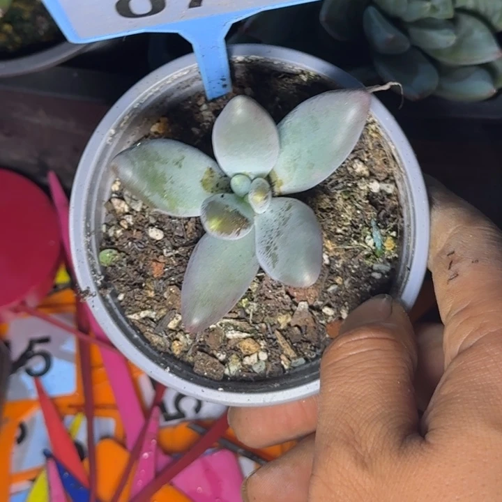 多肉植物烟花美人075