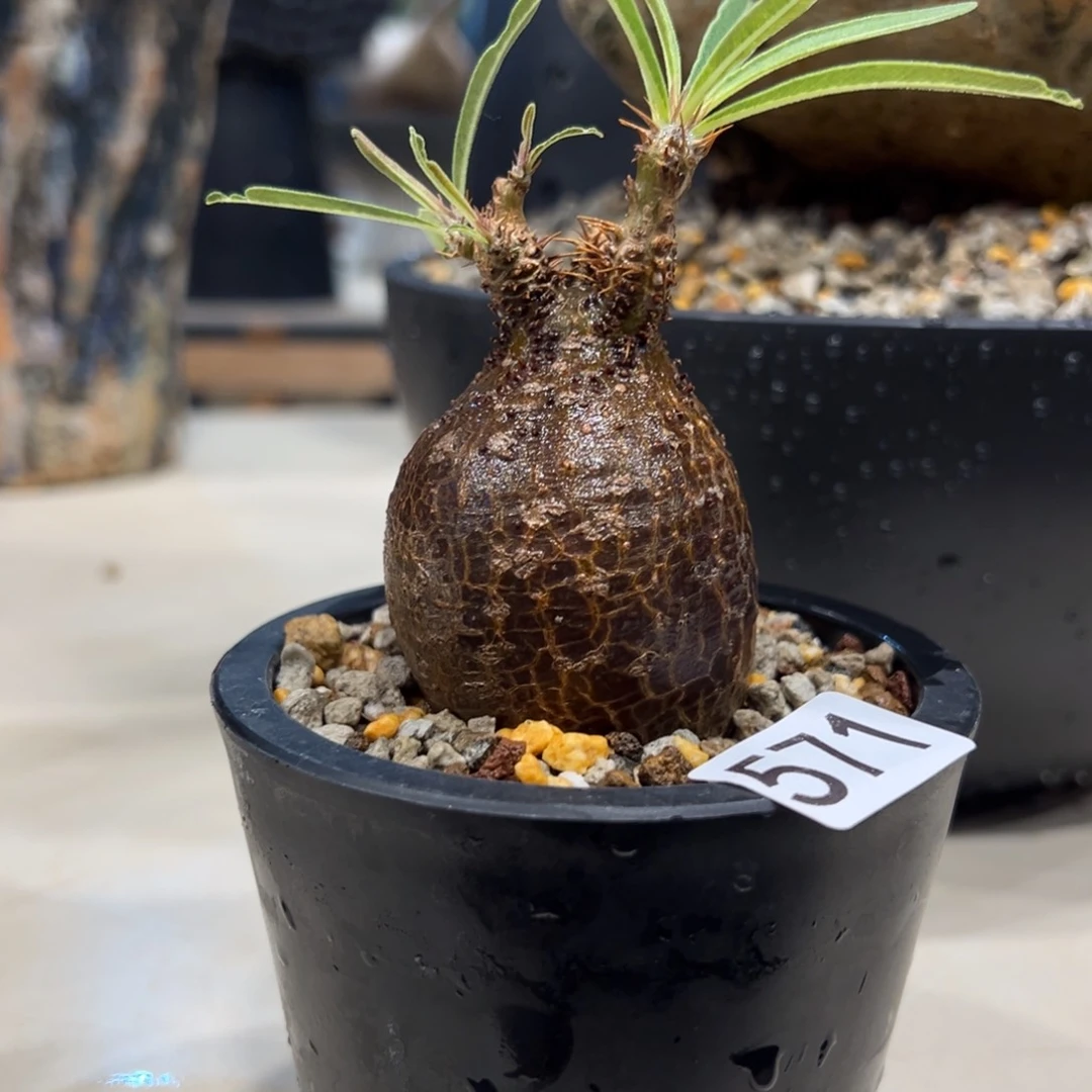 王*以571象牙宫带盆发货